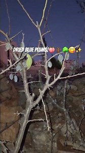 Dried Blue Plums!🌳🪾🍑😋✨️ #tree #fruittrees #blueplums #plums #damson