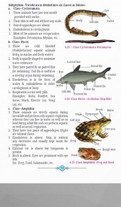 Subphylum- Vertebrata is divided into six classes as follows- a... | Filo