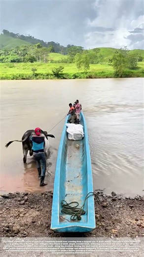 Fording the Flow: The Bovine Ferry's Ancient Partnership