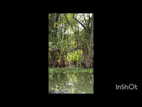 What Mangroves Teach About Service Recovery@conceptcapsulemousumi 