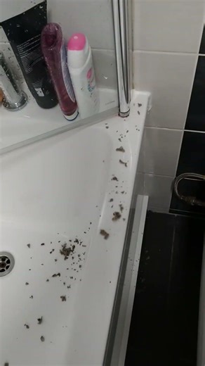 bathroom extractor fan, you need to clean them, as it causes mould#shorts