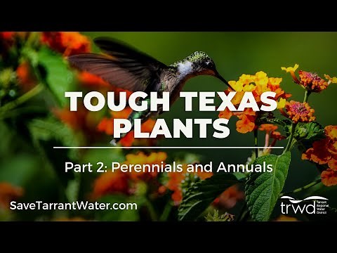 Tough Texas Plants, Part 2: Perennials and Annuals