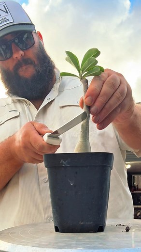 12K views · 278 reactions | Grafting Desert Roses! | Adenium Obesum Graft! | Texas Garden Guy | Facebook