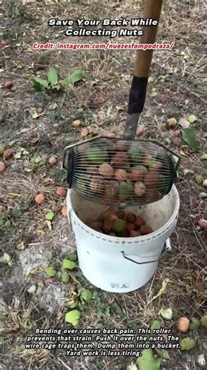 Save Your Back While Collecting Nuts