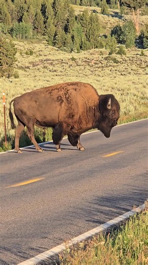 175K views · 7.9K reactions | Moving slow in the morning light. It seems he has his share of aches and pains... Yellowstone National Park | T. Lyn Neufeld Photography | Facebook