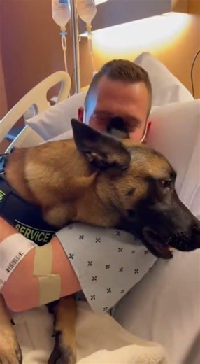 Service Dog Reunited With Owner… Emotional Moment ❤️🐶 #shorts