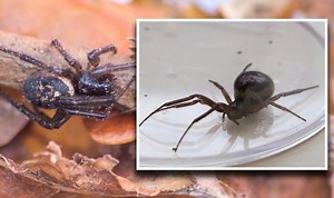 Wildlife expert describes false widow spiders in the UK