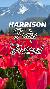 📍2024 HarrisonTulipFestival #tulipseason #tulips #tulipfestival #harrisontulipsfestival #agassiz #beautifulbritishcolumbia #canada #viralreelsfb #viralreels23 #explorecanada | Michelle Joy