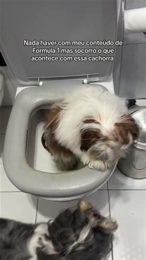 Is there a psychiatrist for dogs? If so, please, I need the name. #f1brasil #formula1 #foryou