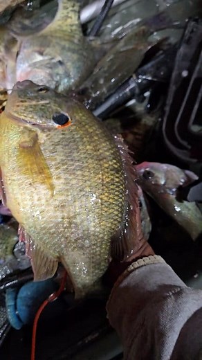 139K views · 3K reactions | I love catching these Monster Shellchecker 望蝹! #CRAPPIECASKET #TEAMDANDD #crappie #fishing #BASSFISHING #LEWSFISHING #HAWGHUNTIN #mississippi #k9fishing #bayoucustombaits #bnmpoles #Arkansas #rangerboats #mississippi #slab #fyp #foryou #viral #fishtok #anglers #veterans #memphis #tennessee #takeakidfishing #summer #bite #bigfish | Derrick Stokes | Facebook