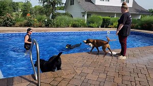 27 reactions · 4 comments | Fun at the pool with Baxter, Rumi, Pepper, Miila, Jet, Juniper, Cooper, Sadie, Lucky and Maybelline | Country Club Kennels and Training | Facebook