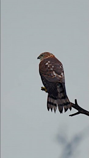 Shikra – The Backyard Raptor | Bird of Prey | Wildlife India