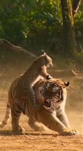 Epic Wild Encounter: Tiger vs Lynx #Tiger #BigCat #shorts