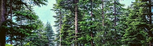 How to Value Timber Land? 7 Things (2025) You Ought To Know