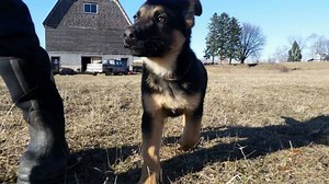 Purebred German Shepherds Available Now AKC registered bloodlines $1500 Promotion code: KMOHG 231 301 3828 | Stark Scheune Farms