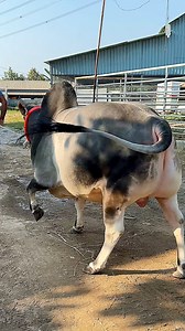 145K views · 3.4K reactions | Stubborn muscular North Bengal mini bull being guided back to the barn 癩 #MiniBull #BullLife #FarmRoutine #USA #AgroReels #viral | Biggest Cow in Bangladesh | Facebook
