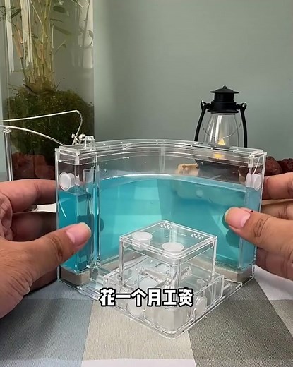 螞蟻搬家觀察日誌：探索螞蟻城堡