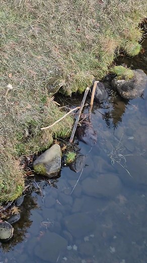 1K views · 42 reactions | A woman gave me a call and said she had Beaver problems and asked to come take a look. I replied absolutely. Ended up she had Beaverzilla | Bob the Beaver Guy | Facebook