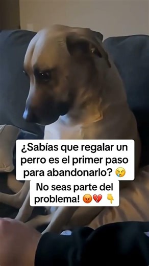 Adopta, no compres ❤️