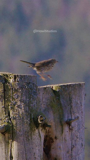 10K views · 222 reactions | #Hermit #thrush #bird jumps off of a #tree #birds #hermitbird #thrushbird #jump #birdjump HA39025 | HAWI Studios | Facebook