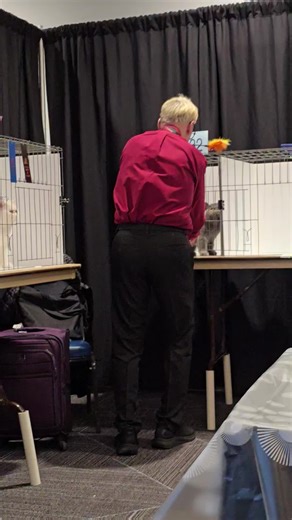 Panei Persians on Instagram: "Dusty likes toy time!"