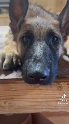 How to make your puppy’s ears stand up