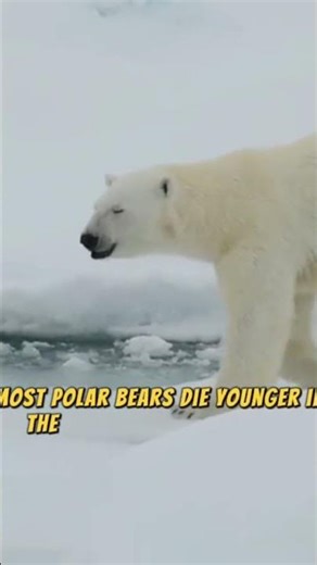 #microlearning #facts #shorts Polar Bears