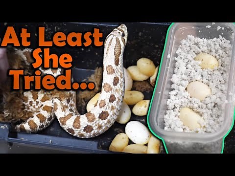 Our Smallest Hognose Clutch of the Year