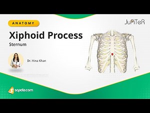 Sternum | Xiphoid Process | Thoracic Cavity | Bone Anatomy