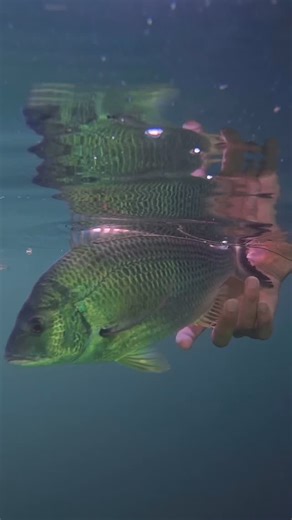 Abz | Light Tackle Fishing Enthusiast on Instagram: "This spot holds some great fish! The only problem is you have to get them out of the structure that’s so gnarly and riddled with oysters. #lurefishing #fishingaustralia #breamfishing #fishingworld"