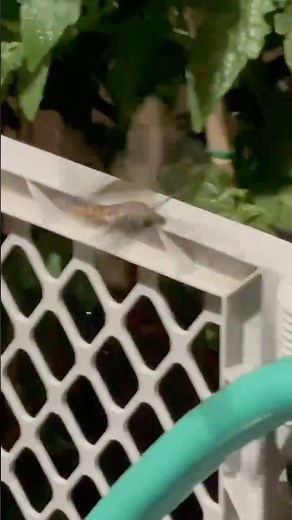 Hummingbird Moth in flight