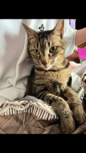 静電気で風船がついている猫🐱 あともう1匹の猫とハムスター2匹とウサギ1匹飼ってる！ #fyp #猫#風船#静電気