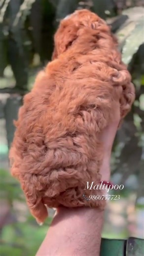 Maltipoo #maltipoo #maltipoopuppies #puppies #pune #mumbai #poodle #miniaturepoodle