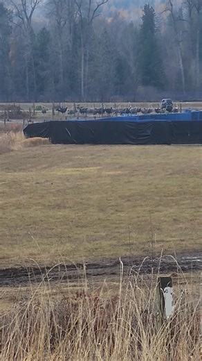 Gregory Peck on Reels