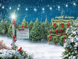 3.5K views · 280 reactions | “The smell of Christmas tree can take us back to the memory lane of Christmas festivities. The tree is not simply a decorative piece but a part of our celebrations.” ❤️✨❄️ | Magical Christmas | Facebook