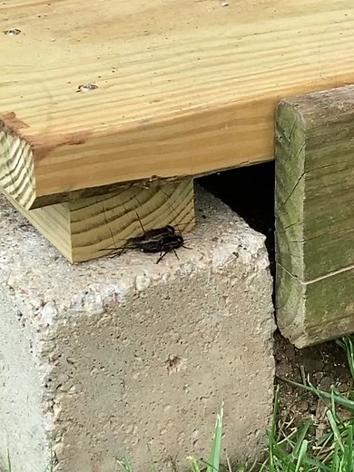 Exploring a Cricket's Habitat in a Garden Setting