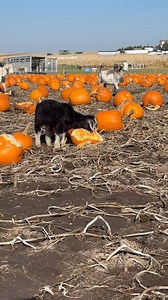 644 reactions · 21 shares | Happy kids munching on pumpkins @bloomsburyfarm1856 | Iowa Kiko Goats | Facebook