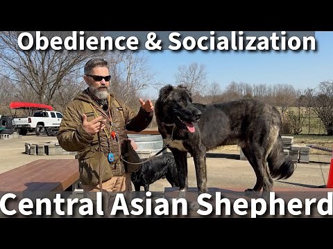 Central Asian Shepherd | Basic Obedience & Socialization Session