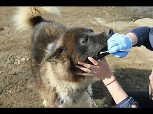 The Dogs That Pulled History: A Genetic Chronicle of Greenland's Sled Dogs