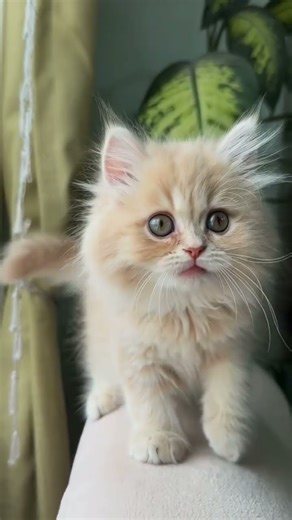 Amazing Cat Performs Magic Trick! #Cats#Tricks