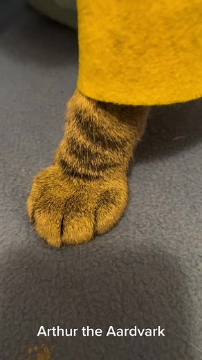 Sly James The Cat on TikTok