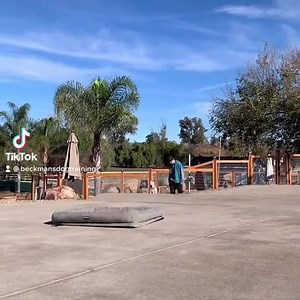 The trainers made this today. Makes my ❤️ happy. (Sound on) | Beckman's Dog Training