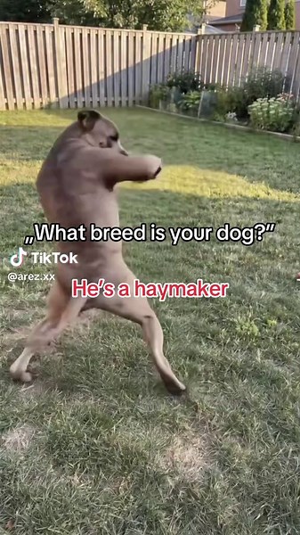 What breed is your dog? — He’s a Haymaker (Haymaker Valley dog explained)