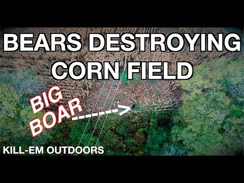 Awesome Drone Footage Of Bears In Corn Field
