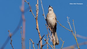 Adopt an Northern Mockingbird today and treat yourself or your loved one to a gift that helps sustain birds and the places they need. You’ll receive a plush bird and certificate of adoption with your gift. Adopt by 12/10 to ensure your plush bird and certificate are delivered in time for that special birder in your life for the holidays | National Audubon Society