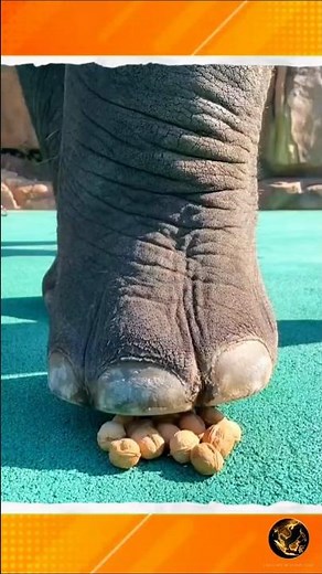 You Won’t Believe This… Elephants Don’t Walk the Way You Think 😳 #didyouknow #shorts #facts
