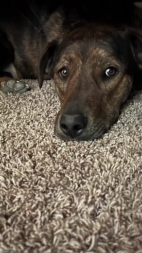 Hello pawsome friends! 🐾 I am Taz! My dad and mom adopted me from Espanola Humane Society Animal Shelter. They saw a picture of me on their fb page and find me very handsome. They then decided to visit the shelter. Mom and dad told the volunteers that they’re looking for a companion for their brother’s dog named Joaquin. The volunteers went to the kennel and unfortunately for me, they endorsed my black fur friend and not me. Mom and dad find him too hyper though and that’s when they mentioned m