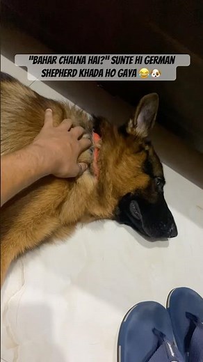 This German Shepherd Deserves an Oscar for Acting! 😂🐶 #funny #germanshepherd #dogshorts #dog #gsd