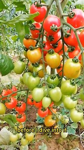 39K views · 1.9K reactions | Tomato planting and watering tips #garden #gardening #gardeningtips #planting #farming #plants #tomato #tomatoes #wateringplants #vegetablegarden | Franklin Morales | Facebook