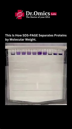 DrOmics Research Labs on Instagram: "SDS-PAGE is a core analytical technique used to separate proteins according to their molecular weight. Before loading, proteins are treated with sodium dodecyl sulfate (SDS), a detergent that unfolds them into linear chains and gives each molecule a uniform negative charge. This removes differences caused by native structure or intrinsic charge. When an electric field is applied, the proteins migrate through the polyacrylamide gel matrix. The gel acts like a